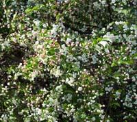 Malus sargentii Sargents æble
